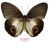 Taenaris urania pandemos (Ambon)